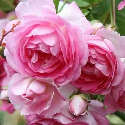 Саженцы роз ЖАСМИНА плетистая  Саженцы роз ЖАСМИНА плетистая в Домодедове