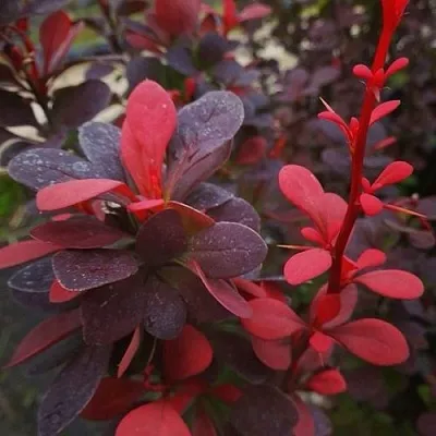 Барбарис РЕД ПИЛЛАР тунберга  Барбарис РЕД ПИЛЛАР тунберга в Домодедове