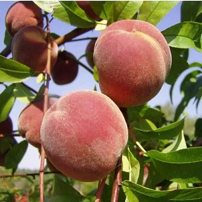 Персик ДНЕПРОВСКИЙ Персик ДНЕПРОВСКИЙ