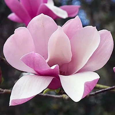 Магнолия РИККИ  Магнолия РИККИ в Домодедове