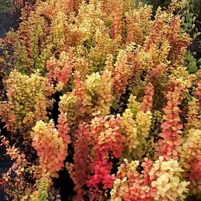 Барбарис САММЕР САНСЕТ тунберга  Барбарис САММЕР САНСЕТ тунберга в Домодедове