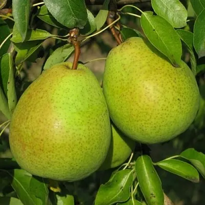 Груша НАЙТ-ВЕРТ колонновидная  Груша НАЙТ-ВЕРТ колонновидная в Домодедове