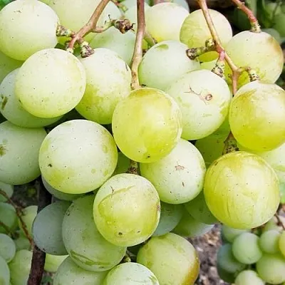 Виноград КЕША МУСКАТ в Домодедове