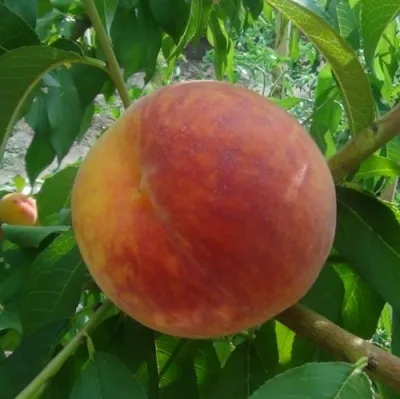 Персик ВАЙН ГОЛД Т3 — описание сорта Персик ВАЙН ГОЛД Т3 в Домодедове