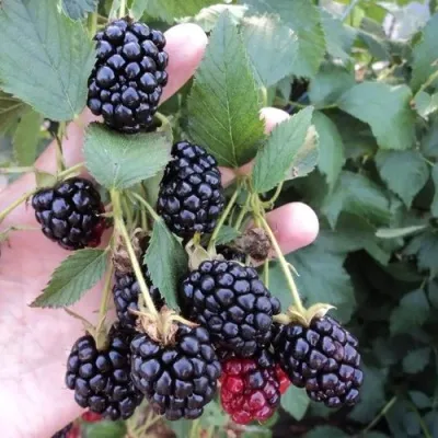 Ежевика ОУАЧИТА бесшипная — описание сорта Ежевика ОУАЧИТА бесшипная в Домодедове