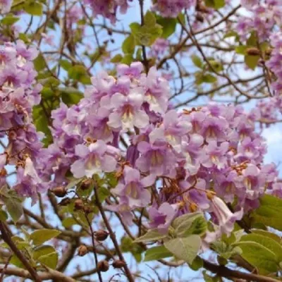 Павлония ПАО ТОГН Z07 в Домодедове