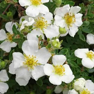 Лапчатка ТИЛФОРД КРИМ кустарниковая  Лапчатка ТИЛФОРД КРИМ кустарниковая в Домодедове