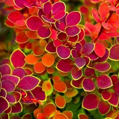 Барбарис ОРАНЖ САНРАЙЗ тунберга  Барбарис ОРАНЖ САНРАЙЗ тунберга в Домодедове