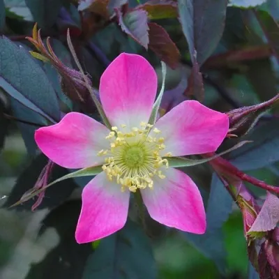 Саженцы роз сизая — описание сорта Саженцы роз сизая в Домодедове