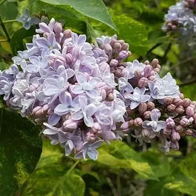 Сирень АУКУБАФОЛИЯ  Сирень АУКУБАФОЛИЯ в Домодедове