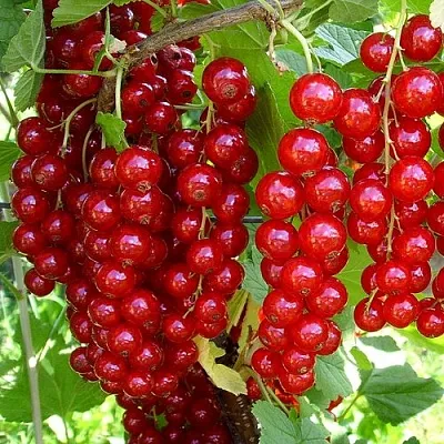 Смородина красная ЙОНКЕР ВАН ТЕТС в Домодедове