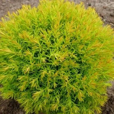 Туя АННИЕК западная в Домодедове