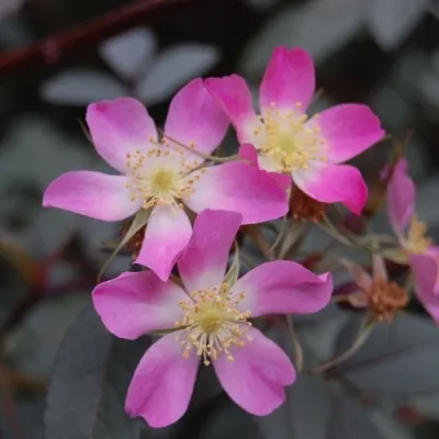 Саженцы роз сизая — описание сорта Саженцы роз сизая в Домодедове