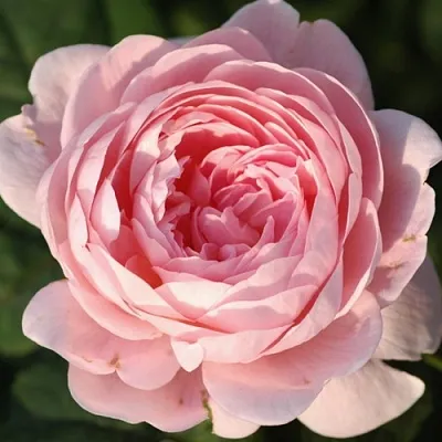 Саженцы роз КУИН ОФ СУИДЕН английская  Саженцы роз КУИН ОФ СУИДЕН английская в Домодедове