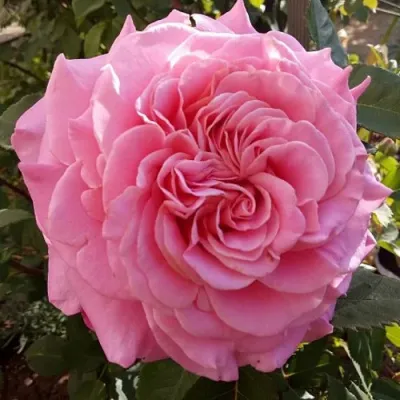 Саженцы роз ЭШЛИ чайно-гибридная — описание сорта Саженцы роз ЭШЛИ чайно-гибридная в Домодедове