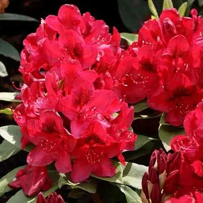 Рододендрон МАТАДОР в Домодедове