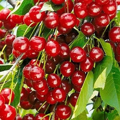 Вишня БРУСНИЦЫНА степная в Домодедове