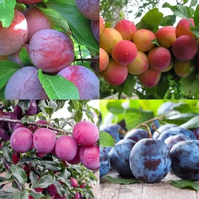 Комплект СЛИВОВЫЙ САД в Домодедове