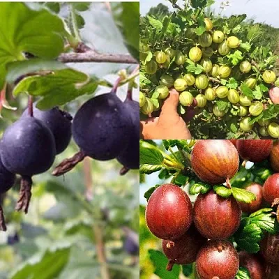 Комплект КРЫЖОВНИК MIX в Домодедове