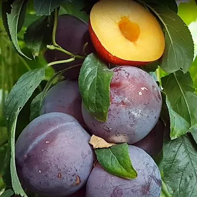 НЕКТАПРИУМ  НЕКТАПРИУМ в Домодедове