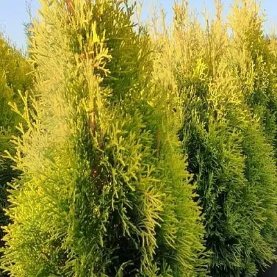 Туя ГОЛДЕН СМАРАГД западная в Домодедове