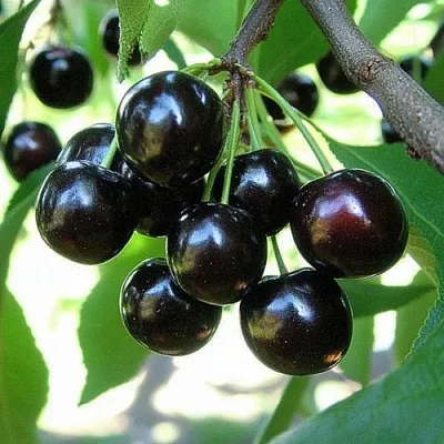 Вишня РОССОШАНСКАЯ ЧЕРНАЯ в Домодедове