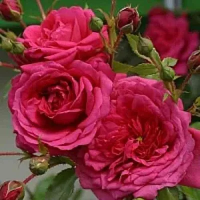 Саженцы роз ЛАГУНА плетистая  Саженцы роз ЛАГУНА плетистая в Домодедове