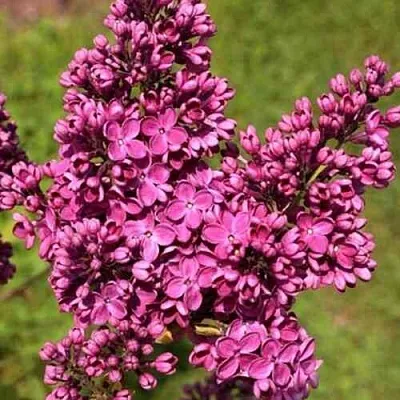 Сирень ЗНАМЯ ЛЕНИНА  Сирень ЗНАМЯ ЛЕНИНА в Домодедове