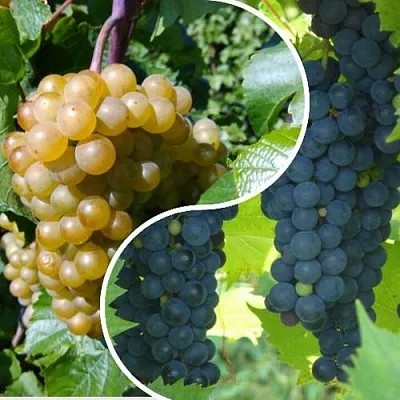 Комплект ИНЬ-ЯНЬ в Домодедове