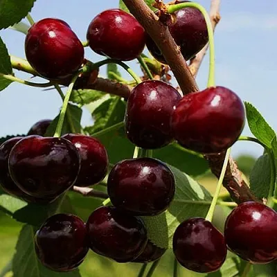 Вишня РОВЕСНИЦА в Домодедове