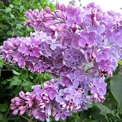 Сирень ОЛЯ  Сирень ОЛЯ в Домодедове