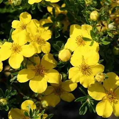 Лапчатка ХАКМАНС ГИГАНТ кустарниковая  Лапчатка ХАКМАНС ГИГАНТ кустарниковая в Домодедове