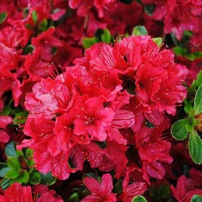 Азалия ХИНО КРИМСОН японская  Азалия ХИНО КРИМСОН японская в Домодедове