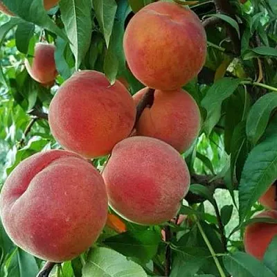 Персик САНКРЕСТ  Персик САНКРЕСТ в Домодедове
