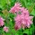 Аквилегия БАРЛОУ ПИНК гибрид МакКаны — описание сорта Аквилегия БАРЛОУ ПИНК гибрид МакКаны в Домодедове