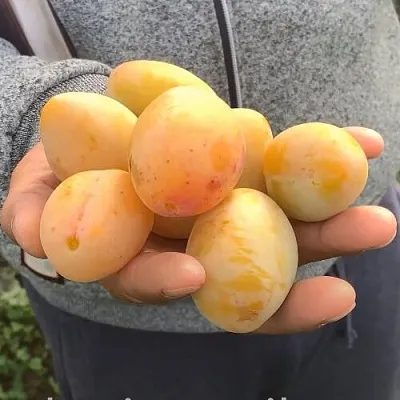 Слива ЯХОНТОВАЯ  Слива ЯХОНТОВАЯ в Домодедове