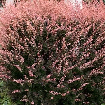 Барбарис РОУЗ ГЛОУ тунберга  Барбарис РОУЗ ГЛОУ тунберга в Домодедове