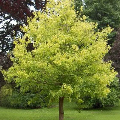 Клен ясенелистный  Клен ясенелистный в Домодедове