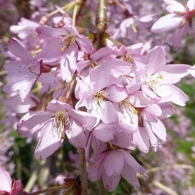Сакура ПЕНДУЛА РУБРА в Домодедове