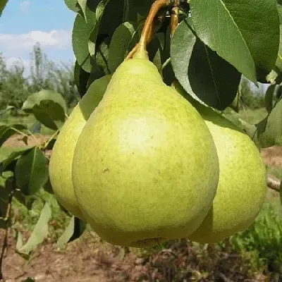 Груша МЕДОВАЯ колонновидная  Груша Медовая Колонновидная в Домодедове