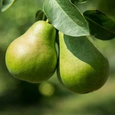 Груша Г-1 колонновидная  Груша Г-1 колонновидная в Домодедове