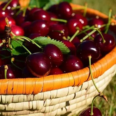 Вишня НЕСВИЖСКАЯ в Домодедове