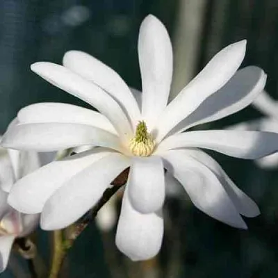 Магнолия РОЯЛ СТАР  Магнолия РОЯЛ СТАР в Домодедове