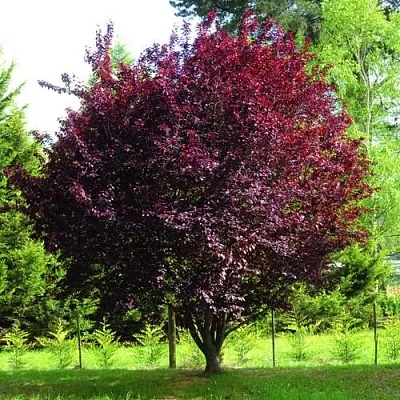 Декоративная  Декоративная в Домодедове