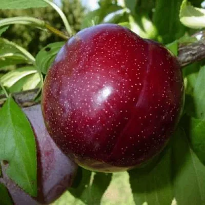 ШАРАФУГА  ШАРАФУГА в Домодедове