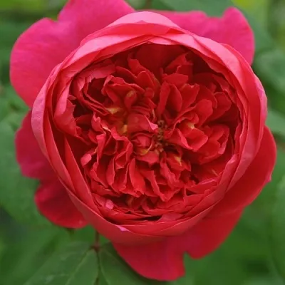 Саженцы роз БЕНДЖАМИН БРИТТЕН шраб  Саженцы роз БЕНДЖАМИН БРИТТЕН шраб в Домодедове