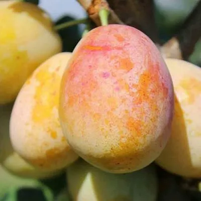 АПРИМИРА  АПРИМИРА в Домодедове