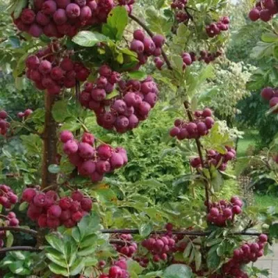 Рябина ДЕСЕРТНАЯ МИЧУРИНА сладкоплодная — описание сорта Рябина ДЕСЕРТНАЯ МИЧУРИНА сладкоплодная в Домодедове