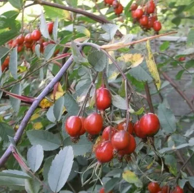 Саженцы роз сизая — описание сорта Саженцы роз сизая в Домодедове