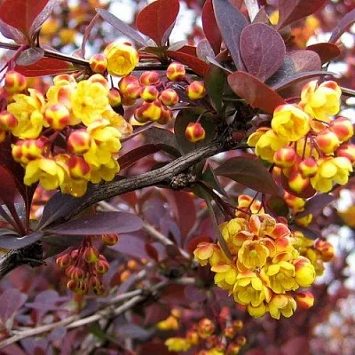 Барбарис СУПЕРБА оттавский   Барбарис СУПЕРБА оттавский  в Домодедове